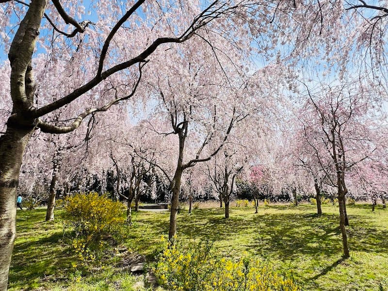 Ikuna Cherry Blossoms